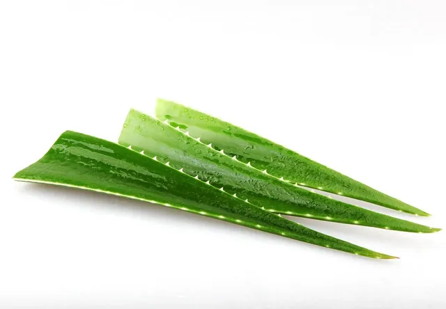 Eptes Natura