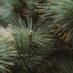 Eptes Natura